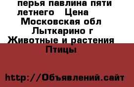 перья павлина пяти летнего › Цена ­ 80 - Московская обл., Лыткарино г. Животные и растения » Птицы   